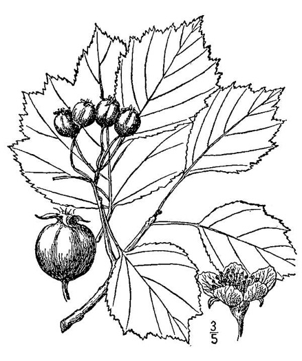 image of Crataegus pruinosa var. pruinosa, Frosted Hawthorn
