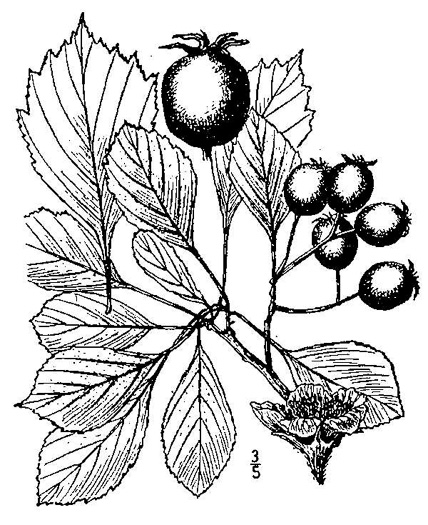 image of Crataegus punctata, Dotted Hawthorn, White Hawthorn