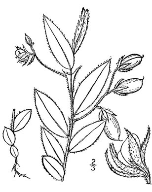 drawing of Crotalaria sagittalis, Arrowhead Rattlebox