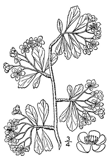 image of Crataegus spathulata, Littlehip Hawthorn, Spatulate Haw