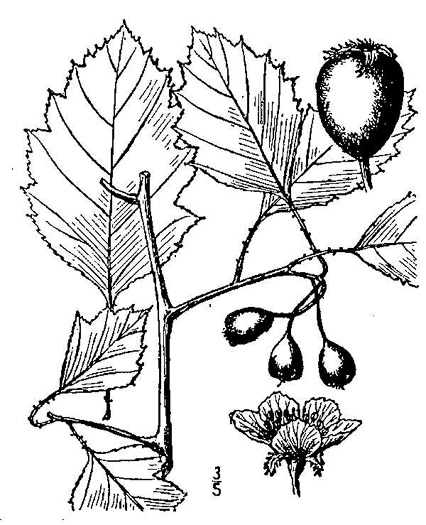 image of Crataegus intricata var. straminea, Straw-fruited Hawthorn, Straw-fruited Entangled Hawthorn
