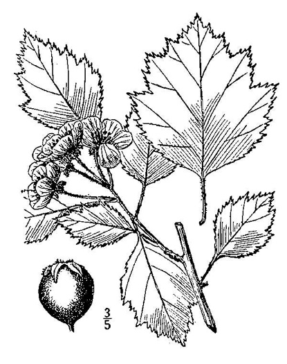 image of Crataegus intricata var. biltmoreana, Biltmore Hawthorn