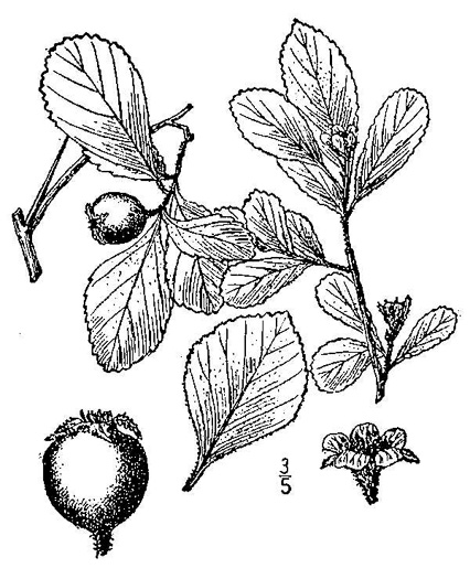 image of Crataegus uniflora, Oneflower Hawthorn, Dwarf Haw