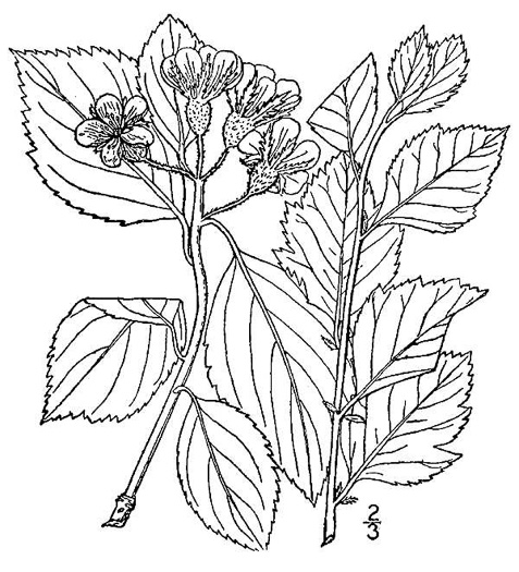image of Crataegus ×vailiae, Vail’s Hawthorn