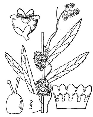 drawing of Cuscuta cephalanthi, Buttonbush Dodder