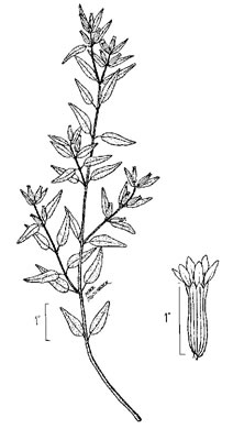 drawing of Cuphea viscosissima, Clammy Cuphea, Blue Waxweed