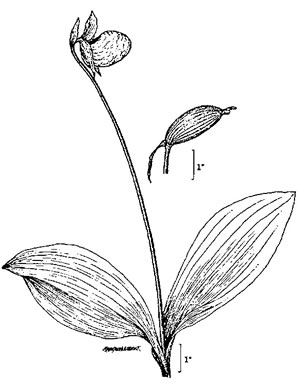 drawing of Cypripedium acaule, Pink Lady's Slipper, Mocassin Flower