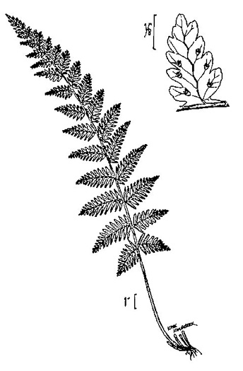image of Cystopteris bulbifera, Bulblet Bladder Fern, Bulblet Fern