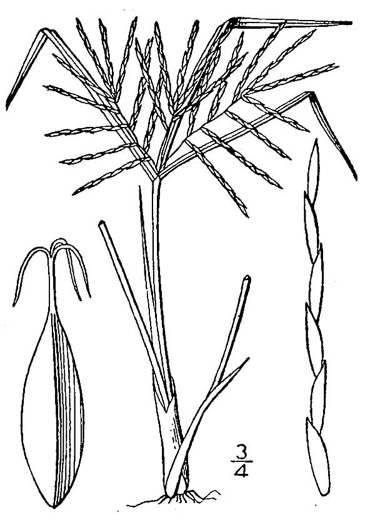 drawing of Cyperus engelmannii, Slender Sand Flatsedge, Engelmann's Flatsedge