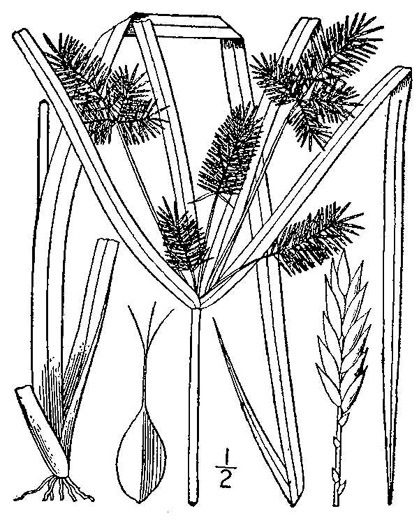 image of Cyperus erythrorhizos, Redroot Flatsedge