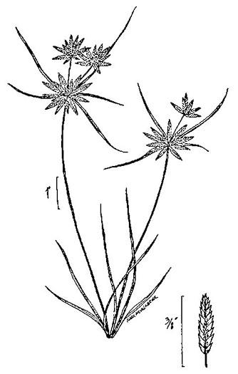image of Cyperus flavescens, Yellow Flatsedge