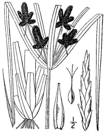 image of Cyperus erythrorhizos, Redroot Flatsedge