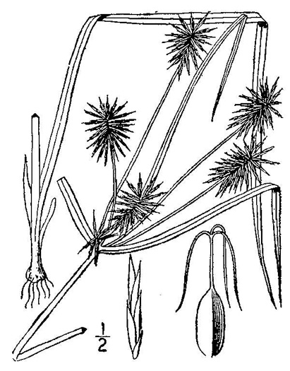 image of Cyperus lancastriensis, Many-flowered Flatsedge
