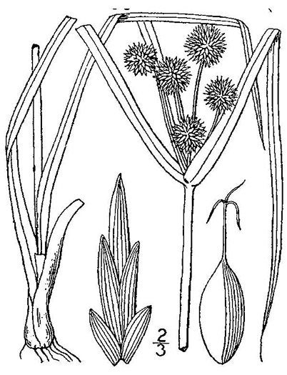 image of Cyperus echinatus, Roundhead Flatsedge, Globe Flatsedge