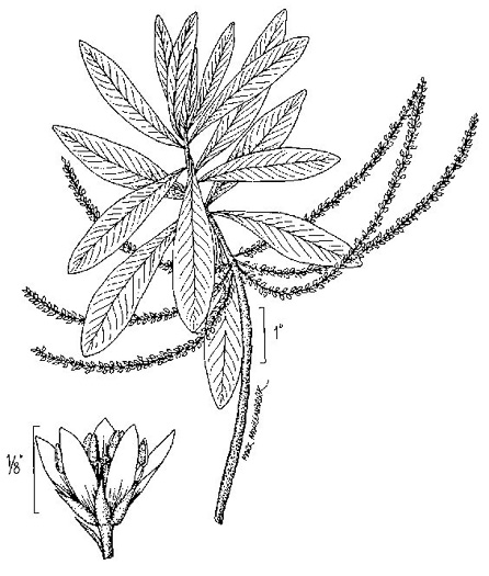 drawing of Cyrilla racemiflora, Titi, Swamp Cyrilla, Leatherwood