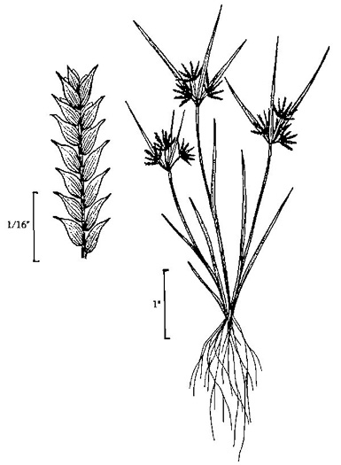image of Cyperus squarrosus var. squarrosus, Awned Flatsedge, Bearded Flatsedge