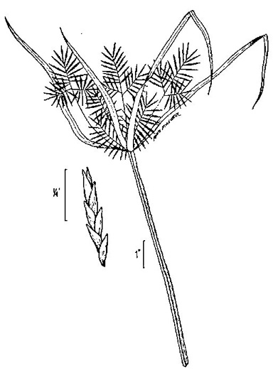 image of Cyperus strigosus, False Nutsedge, Straw Flatsedge, Straw-colored Flatsedge