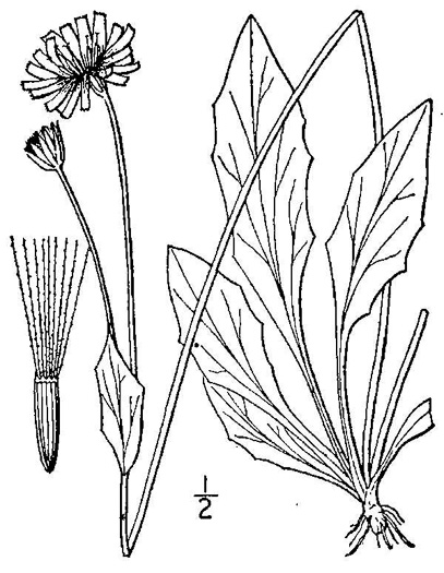 drawing of Krigia biflora ssp. biflora, Orange Dwarf-dandelion, Two-flower Dwarf-dandelion, Two-flower Cynthia, Twin-flowered Cynthia