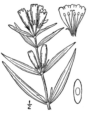 image of Gentiana linearis, Narrowleaf Gentian