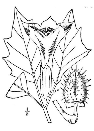 drawing of Datura stramonium, Jimsonweed, Thornapple