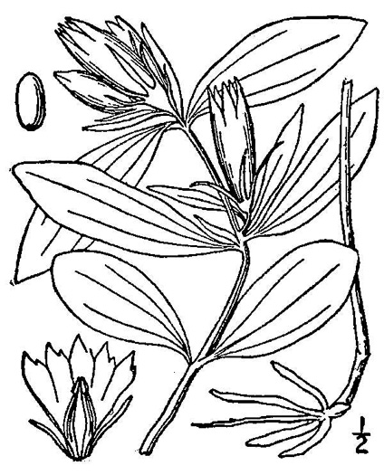 image of Gentiana villosa, Striped Gentian