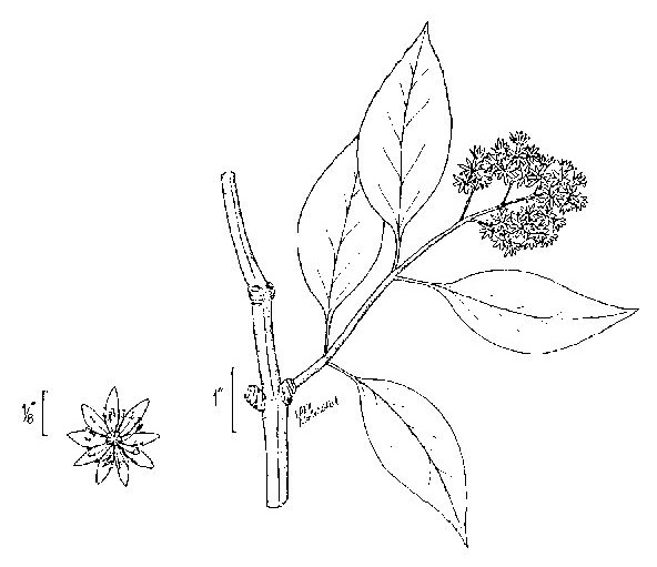 image of Hydrangea barbara, Climbing Hydrangea, Woodvamp, Decumaria, Decumary