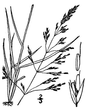 image of Deschampsia cespitosa ssp. glauca, Tufted Hairgrass