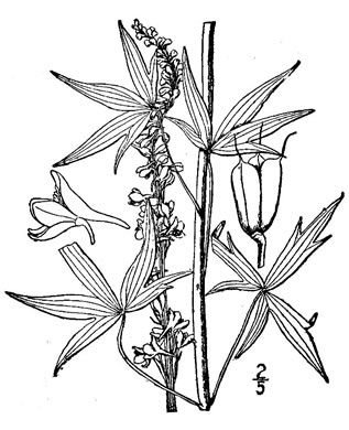 drawing of Delphinium exaltatum, Tall Larkspur