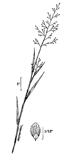 image of Dichanthelium aciculare, Needleleaf Witchgrass, Needleleaf Rosette Grass