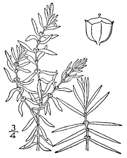 drawing of Didiplis diandra, Water-purslane