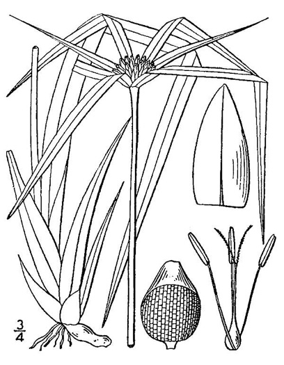 drawing of Rhynchospora latifolia, Broadleaf Whitetop Sedge, Giant Whitetop Sedge, White-bracted Sedge