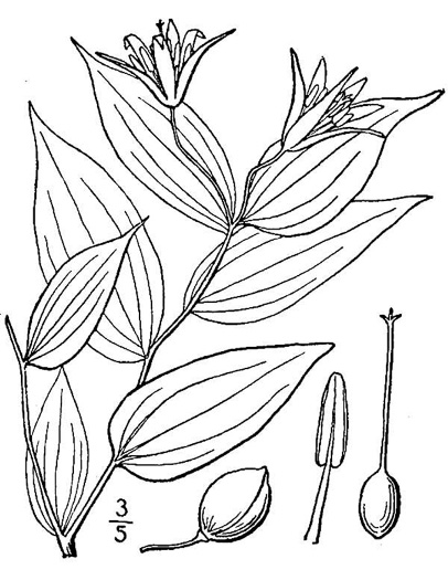 image of Prosartes lanuginosa, Yellow Mandarin, Yellow Fairybells