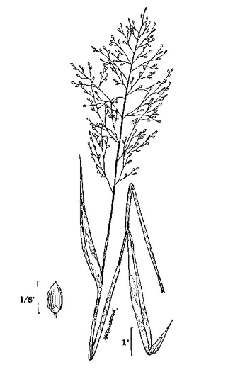image of Dichanthelium scabriusculum, Tall Swamp Witchgrass