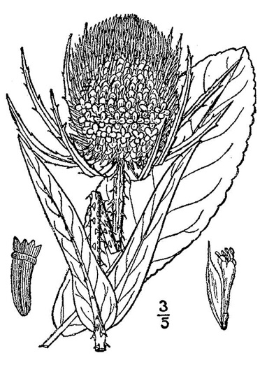 drawing of Dipsacus fullonum, Wild Teasel, Common Teasel
