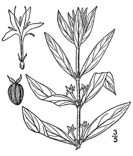 drawing of Diodia virginiana, Virginia Buttonweed, Large Buttonweed