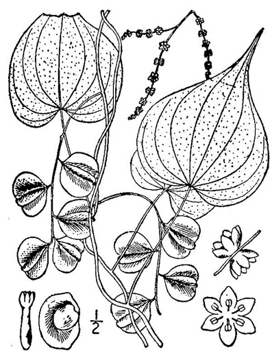 drawing of Dioscorea villosa, Common Wild Yam, Streamhead Yam, Yellow Yam