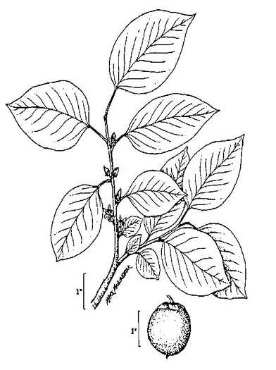 drawing of Diospyros virginiana, American Persimmon, Common Persimmon, Simmon