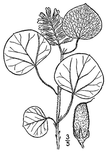 image of Rhynchosia reniformis, Dollarweed, Dollarleaf Snoutbean, Roundleaf Snoutbean