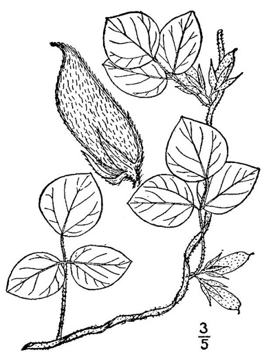 image of Rhynchosia difformis, Doubleform Snoutbean