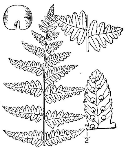 drawing of Dryopteris cristata, Crested Wood-fern, Crested Shield Fern