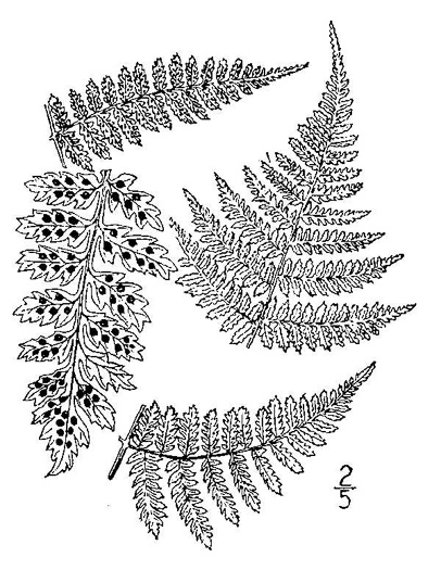 drawing of Dryopteris intermedia, Evergreen Wood-fern, Fancy Fern, Intermediate Wood-fern