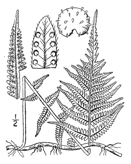image of Amauropelta noveboracensis, New York Fern