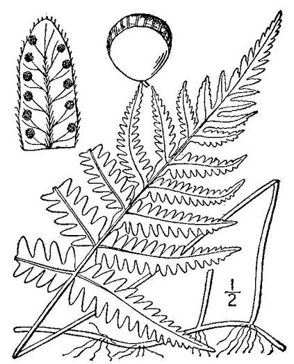 drawing of Phegopteris connectilis, Northern Beech Fern