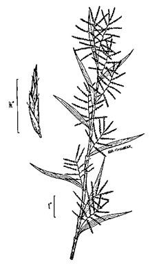 drawing of Dulichium arundinaceum var. arundinaceum, Threeway Sedge