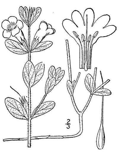 drawing of Dyschoriste oblongifolia, Blue Twinflower, Pineland Dyschoriste, Oblong Twinflower