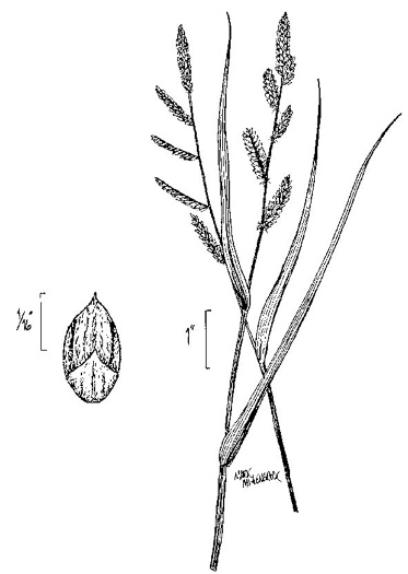 image of Echinochloa colonum, Jungle-rice
