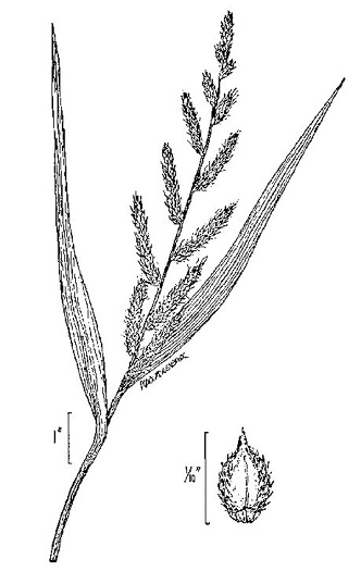 image of Echinochloa crusgalli var. crusgalli, Barnyard Grass