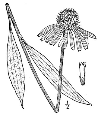 image of Echinacea paradoxa var. paradoxa, Yellow Coneflower