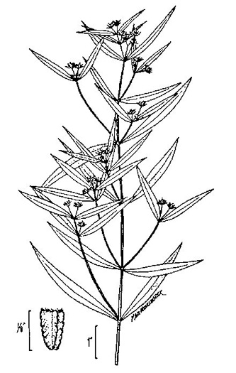 image of Eclipta prostrata, Yerba-de-tajo, false daisy
