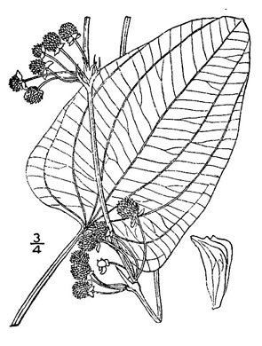 image of Echinodorus cordifolius, Creeping Burhead, Creeping Water-plantain